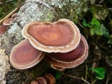 Lentinula edodes image