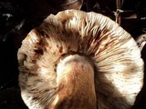 Tricholoma dryophilum image