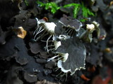 Peltigera praetextata image
