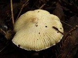 Inocybe sororia image