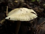 Inocybe sororia image