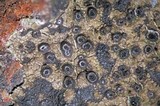 Fuscidea thomsonii image