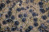 Fuscidea thomsonii image