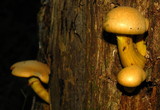 Gymnopilus luteus image