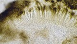 Fuscidea thomsonii image