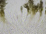 Fuscidea thomsonii image