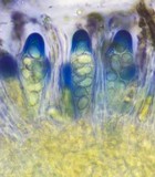 Fuscidea thomsonii image