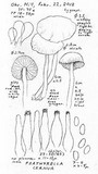 Psathyrella cernua image