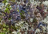 Masonhalea richardsonii image