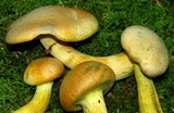 Gymnopilus luteus image