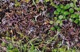 Masonhalea richardsonii image