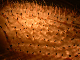Penicillium vulpinum image