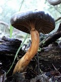 Chroogomphus ochraceus image