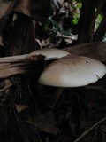 Volvariella volvacea image