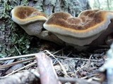 Onnia circinata image
