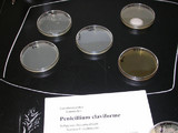 Penicillium vulpinum image