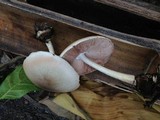 Volvariella volvacea image