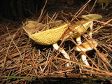 Suillus umbonatus image