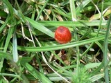 Mycena viscidocruenta image