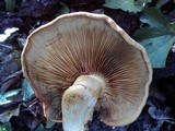 Gymnopilus ventricosus image