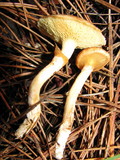 Suillus umbonatus image
