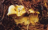 Hapalopilus croceus image