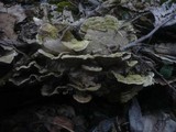 Cerrena unicolor image