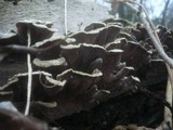 Cerrena unicolor image