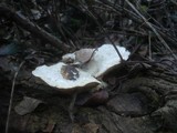 Trametes suaveolens image