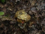 Boletus erythropus image