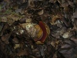 Boletus erythropus image