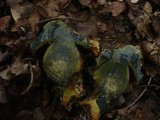 Boletus erythropus image