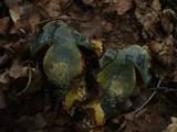 Boletus erythropus image