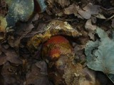 Boletus erythropus image