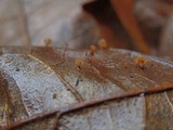 Dacryopinax elegans image