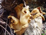 Tapinella panuoides image