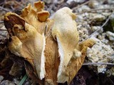 Tapinella panuoides image