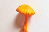 Hygrocybe mucronella image