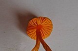 Hygrocybe mucronella image
