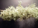 Usnea florida image