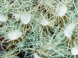 Usnea florida image
