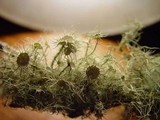 Usnea florida image