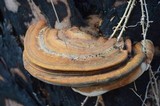 Ganoderma zonatum image