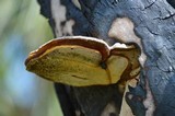 Ganoderma zonatum image