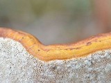 Ganoderma zonatum image