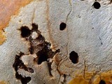 Ganoderma zonatum image