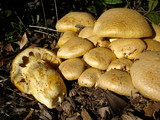 Gymnopilus ventricosus image