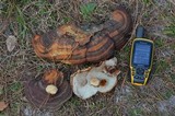 Ganoderma zonatum image