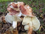 Tricholoma dryophilum image