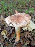 Tricholoma dryophilum image